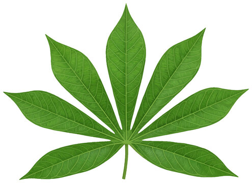 Cassava leaf