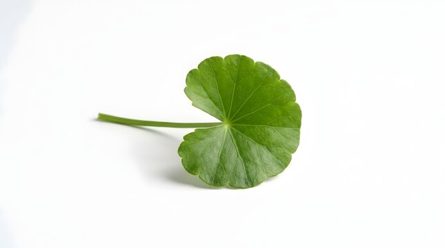 Fresh green centella asiatica gotu kola leaf isolated on white background