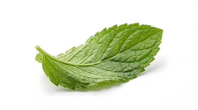 Single fresh green mint leaf isolated on a white background