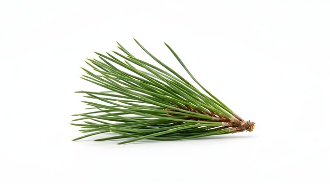 Fresh green pine needle sprig isolated on white, highlighting winter nature and evergreen botanical beauty for decoration