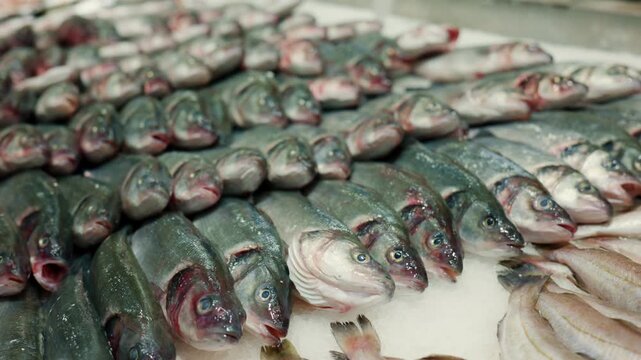 Fresh fish arranged in rows on a market stall, ready for sale. Healthy, raw, and high protein food choice