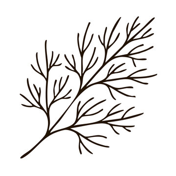 Fresh Dill Sprig Line Art - Culinary Herb Vector Illustration for Seafood Seasoning, Restaurant Menus, and Recipe Packaging