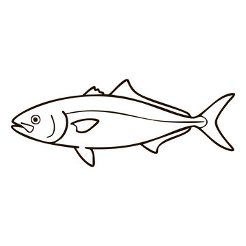Fresh Yellowtail Fish Line Art - Whole Mackerel Vector Illustration for Sushi Bar Menus, Seafood Packaging, and Market Logos