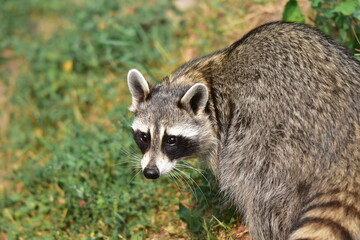 portrait of a raccoon in grass © Josh