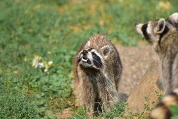 Raccoon looking up with its mouth open © Josh