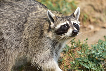 portrait of a raccoon © Josh