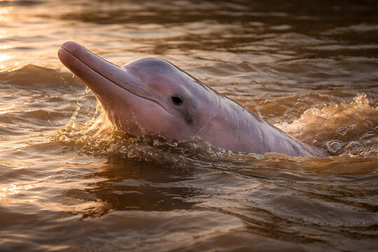 Pink Amazon river dolphin breaching surface of murky river water illuminated by warm golden hour sunset light, wildlife eco tourism and conservation concept