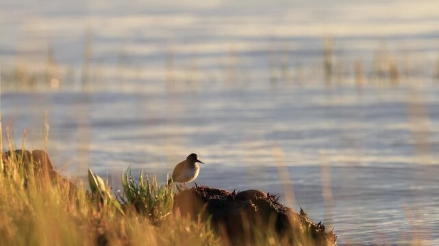 B&eacute;casseau minuscule sur le bord du fleuve au coucher du soleil. Calidris minutilla, Qu&eacute;bec, Canada.