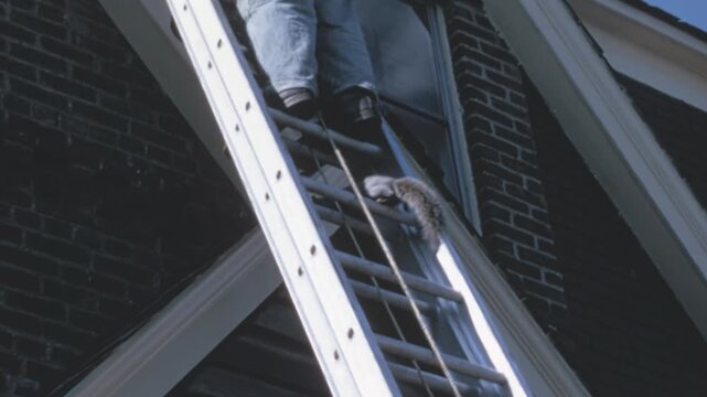 Eastern gray squirrel (Sciurus carolinensis) climbs an aluminum ladder on a brick building in 1960s New York. The curious animal reaches a mans boots before quickly retreating down the rungs.