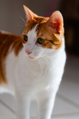 Orange-and-white cat portrait  © Gabriel