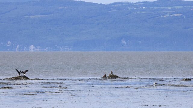 pygargue &agrave; t&ecirc;te blanche sur le fleuve St-Laurent &agrave; mar&eacute;e basse 