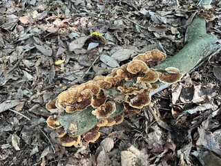 朽ちた木の枝に密集して生えたカワラタケ © PICCOLOGEOGRAPHIC