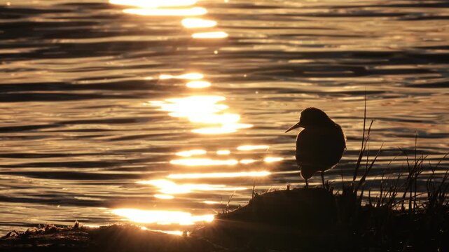 B&eacute;casseau minuscule sur le bord du fleuve au coucher du soleil. Calidris minutilla, Qu&eacute;bec, Canada.