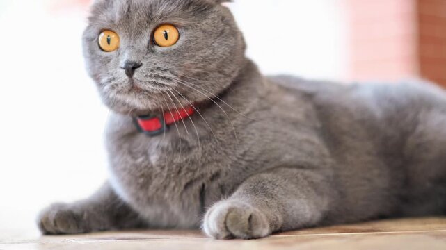 Gray scottish fold cat with orange eyes lying on wooden floor.