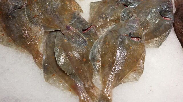 Freshly caught flatfish displaying on a bed of ice, ready for sale at a seafood market or fishmonger stall