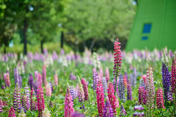 Fototapeta premium Colorful lupine flowers blooming in a lush green park field on a sunny day