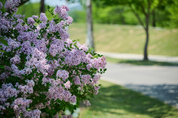 Obraz premium Beautiful purple lilac bush blooming in a sunny spring park with blurred path background and copy space