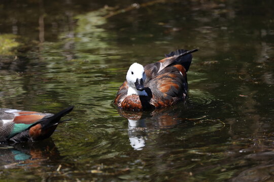 female Paradise Shelduck, striking pure white head, rich chestnut-brown body (Tadorna-variegata) (close-up, portrait, sunlight) 6072