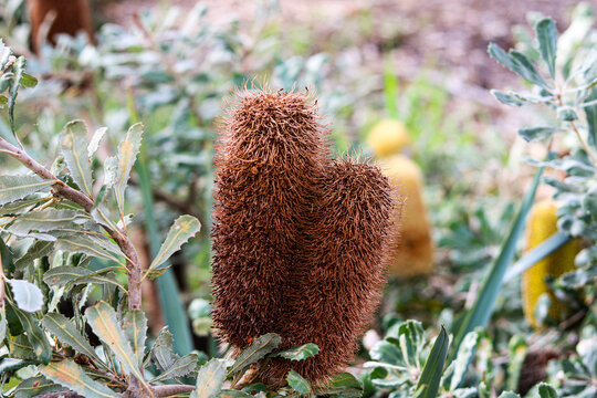 Brown banksia flower growing outdoors.