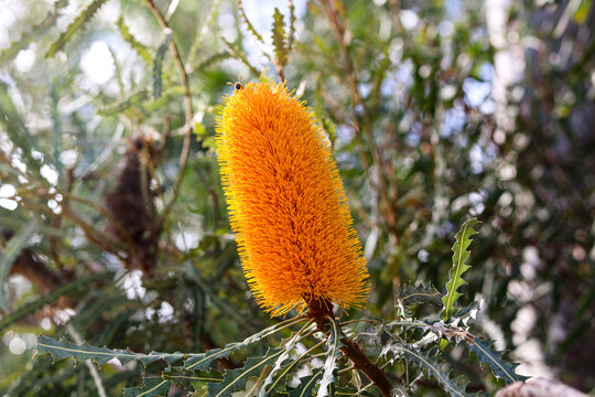 Vibrant yellow orange banksia flower blooming.