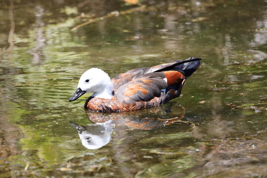 female Paradise Shelduck, striking pure white head, rich chestnut-brown body (Tadorna-variegata) (close-up, profile, sunlight) 6074