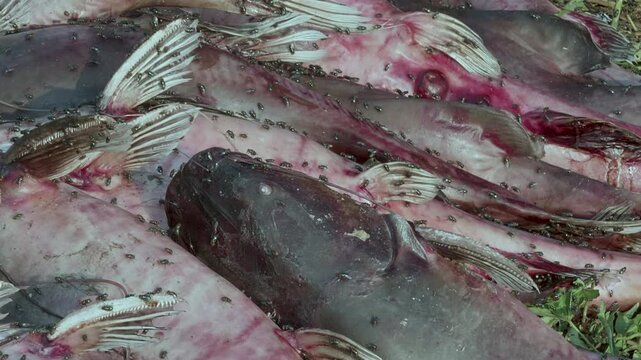 Close-up view of flies swarming Asian catfish carcasses on ground concept of hygiene issue and fish decay.