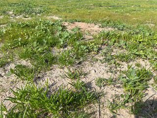 Close-up of diverse green vegetation on sandy soil in a natural landscape © Mohammed