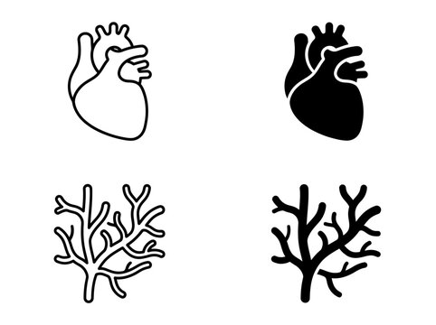 Detailed medical vector illustration of human heart and blood vessels