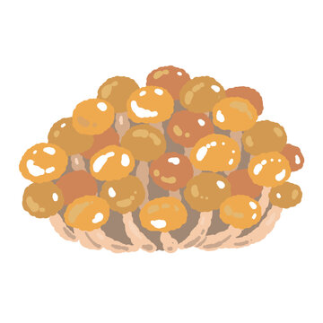 Cluster of Nameko Mushrooms Hand Drawn Vector Illustration