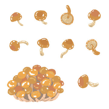 Nameko Mushroom Variation Set Hand Drawn Vector Illustration