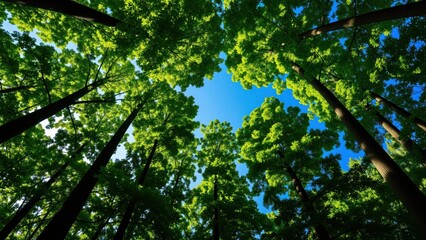 Fototapeta premium Looking Up at a Green Forest Canopy with Bright Blue Sky and Sunlight Filtering Through the Trees