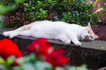cat and dog © 红 李
