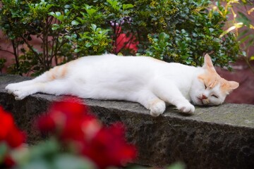 cat in the garden © 红 李