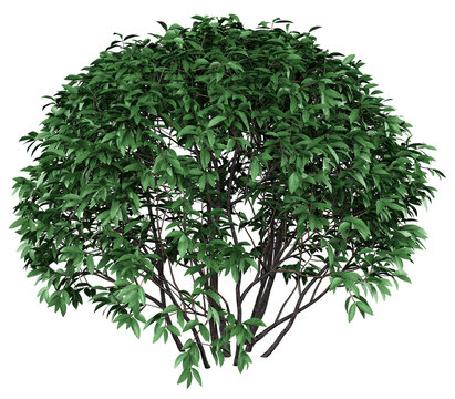Chinese Privet Isolated PNG, Rounded Multi-Stem Shrub, Transparent Background
