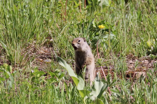Funny Chirping Ground Squirrel in a Field