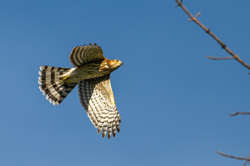 Fototapeta premium Cooper's hawk in flight against a blue sky.