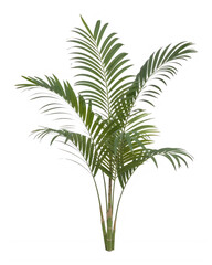 Fototapeta premium Lush green palm fronds with vibrant leaves and elegant natural structure isolated on transparent background