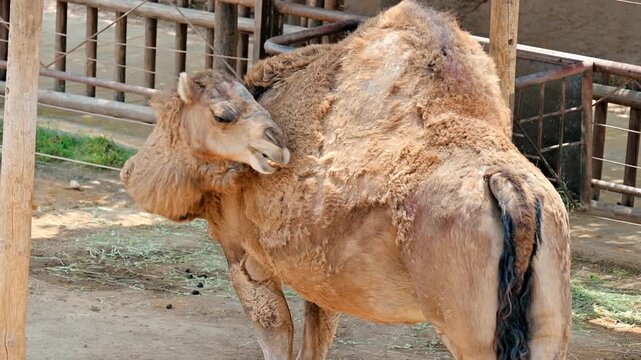 Dromedary camel scratching its fur in a zoo enclosure during a sunny day.
