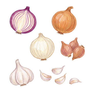 Hand-drawn watercolor illustration of various fresh onions, garlic bulb, and cloves.