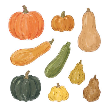 Vibrant hand-drawn illustration of diverse autumnal squashes and gourds, isolated on a transparent background.