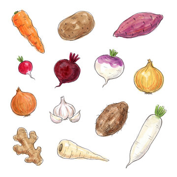 Hand drawn watercolor collection of fresh root vegetables and tubers, a vibrant assortment of healthy produce.