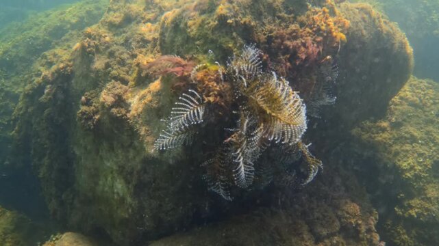 Feather duster worm standing on a reef rock, sunlight penetrating the clear blue ocean water, showing vibrant marine life