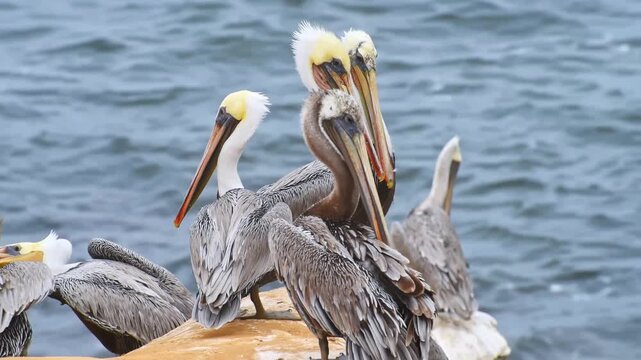 Group of brown pelicans resting on wooden pier structure overlooking calm ocean water.