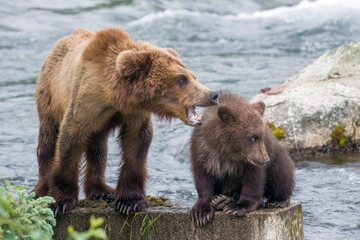 Two and a half year old brown bear cub (128 junior) next to a six month old brown bear cub (806 junior). © Mark Kostich