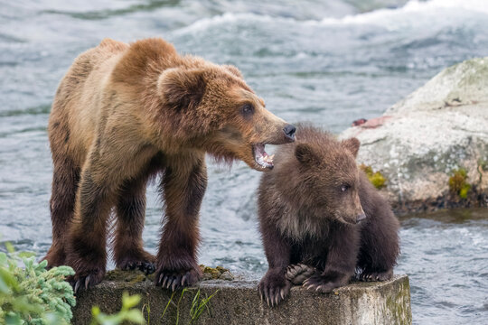 Two and a half year old brown bear cub (128 junior) next to a six month old brown bear cub (806 junior).