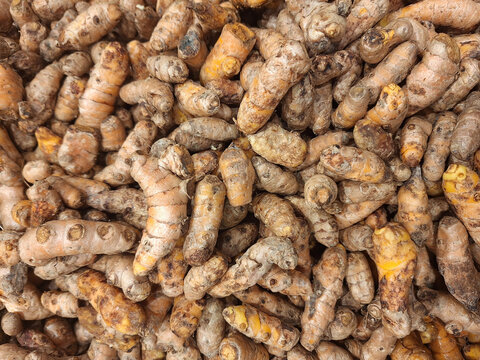 overlapping pile of whole raw turmeric rhizomes (Curcuma longa), commonly known as fresh turmeric root or kunyit