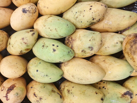 overlapping pile of fresh yellow mangoes (Mangifera indica), showcasing their elongated, kidney-shaped to oval silhouettes