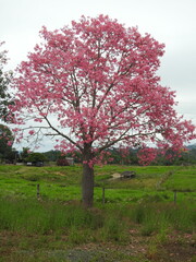 Fototapeta premium Árvore paineira-rosa ou Ceiba speciosa em plena floração ao longo da rodovia BR-364 em Rondônia Brasil