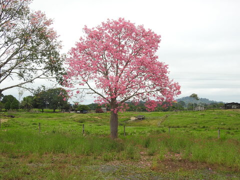 Pink silk floss tree or Ceiba speciosa in full bloom along the BR364 highway in Rondonia Brazil