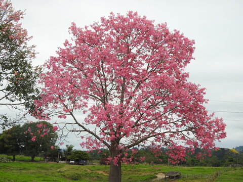 Majestic blooming pink paineira tree (Ceiba speciosa) standing in a green field under a cloudy sky in Amazon region